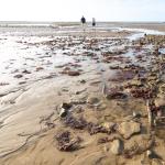 Filins en acier figés par la rouille, Ver sur mer.