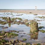 Vestiges de pieux défensifs en bois ( Hemmbalken ), Ver sur mer.