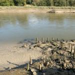 Vestiges des pieux d'ancrage du pont Bailey qui traversait l'Orne à Ranvile.